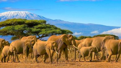 Natural Beauty And Sightseeing in Kenya.