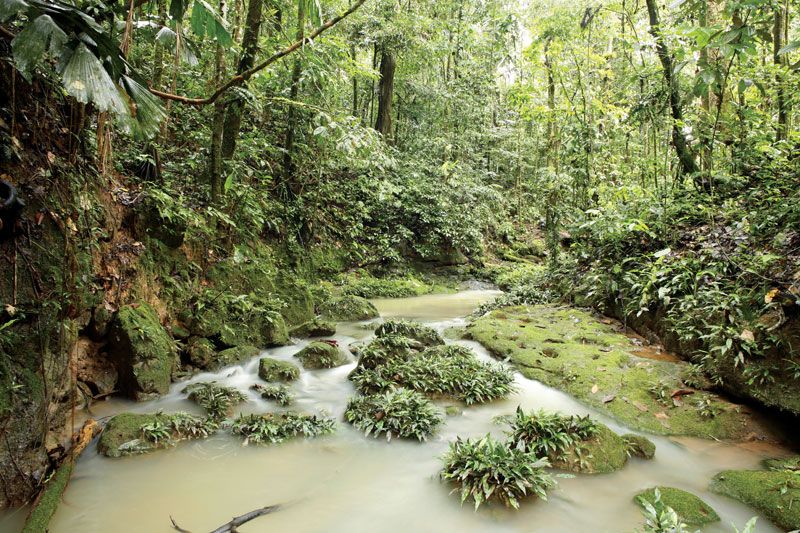 Amazon Forest History.