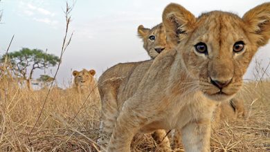 Serengeti Expedition History.