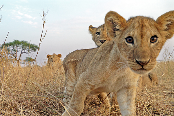 Serengeti Expedition History.